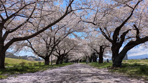 【石巻・涌谷町・小牛田・古川地区発】 桜咲く!北上展勝地とえさし藤原の郷・遠野昔ばなし(日帰り)2